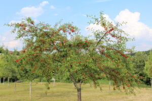 obsterlebnisgarten-lohnsburg-06