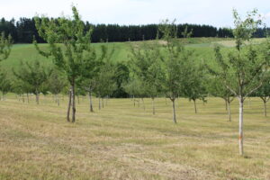 obsterlebnisgarten-lohnsburg-07