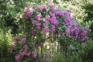 garten-der-leidenschaften-08